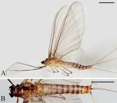 Attēlu rezultāti vaicājumam “Aphodius subterraneus imago”