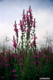 Attēlu rezultāti vaicājumam “Lythrum salicaria flower”