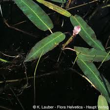 Attēlu rezultāti vaicājumam “Polygonum amphibium leaf”