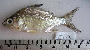 Image result for Eugerres plumieri