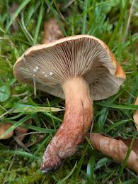 Attēlu rezultāti vaicājumam “Lactarius lygniotus”