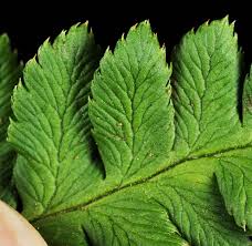 Attēlu rezultāti vaicājumam “Dryopteris cristata”