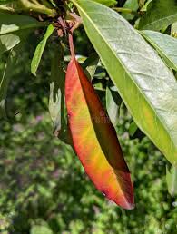 Attēlu rezultāti vaicājumam “Aesculus x neglecta”