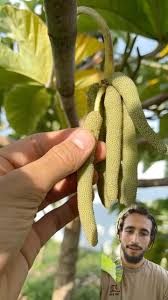 Attēlu rezultāti vaicājumam “Elymus caninus fruit”