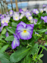 Image result for Viola cornuta