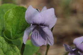 Attēlu rezultāti vaicājumam “Viola epipsila flower”
