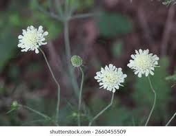 Image result for Scabiosa ochroleuca