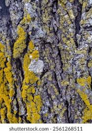 Attēlu rezultāti vaicājumam “Xanthoria candelaria”