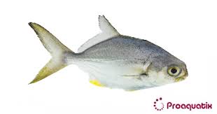 Image result for Trachinotus carolinus