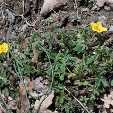 Attēlu rezultāti vaicājumam “Potentilla arenaria flower”