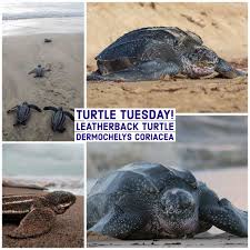 Image result for Dermochelys coriacea