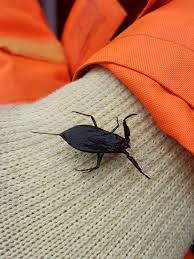 Attēlu rezultāti vaicājumam “Nepa cinerea”