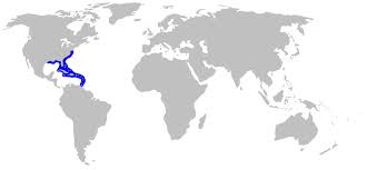 Image result for Hypanus say