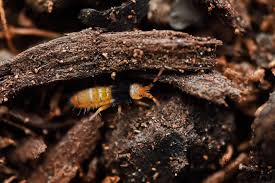 Attēlu rezultāti vaicājumam “Orchesella sp.”