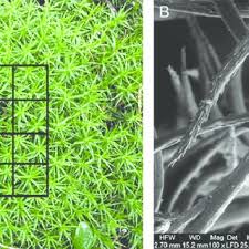 Attēlu rezultāti vaicājumam “Polytrichastrum formosum”