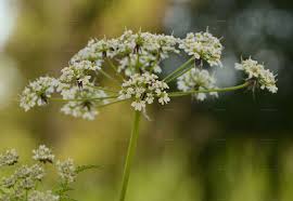 Image result for Chaerophyllum aureum