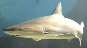 Image result for Carcharhinus acronotus
