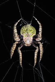 Attēlu rezultāti vaicājumam “Araneidae”