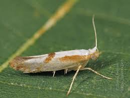 Attēlu rezultāti vaicājumam “Argyresthia pruniella”