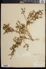 Attēlu rezultāti vaicājumam “Chenopodium rubrum leaf”