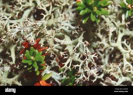 Attēlu rezultāti vaicājumam “Cladonia mitis”