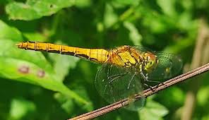 Attēlu rezultāti vaicājumam “Sympetrum sanguineum female”