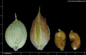 Attēlu rezultāti vaicājumam “Carex limosa fruit”