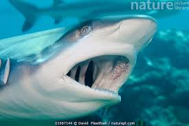 Image result for Carcharhinus amblyrhynchos
