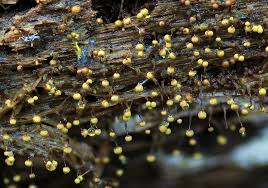 Attēlu rezultāti vaicājumam “Cribraria oregana stalked”