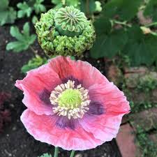 Image result for Papaver somniferum