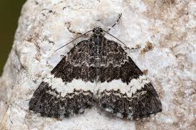 Attēlu rezultāti vaicājumam “Spargania luctuata”