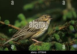 Attēlu rezultāti vaicājumam “Anthus trivialis adult”