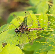 Attēlu rezultāti vaicājumam “Leucorrhinia pectoralis female”