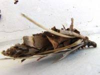 Attēlu rezultāti vaicājumam “Canephora hirsuta larva”