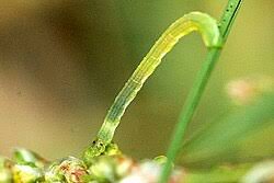 Attēlu rezultāti vaicājumam “Camptogramma bilineata”