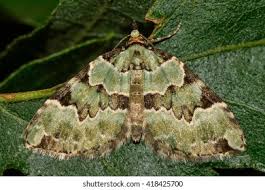 Attēlu rezultāti vaicājumam “Colostygia pectinataria male”