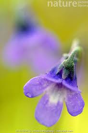 Attēlu rezultāti vaicājumam “Pinguicula vulgaris flower”