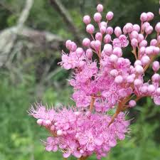 Attēlu rezultāti vaicājumam “Spiraea salicifolia”