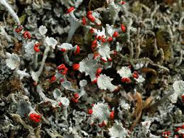 Attēlu rezultāti vaicājumam “Cladonia coccifera”