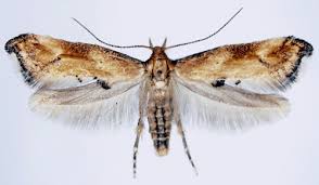 Attēlu rezultāti vaicājumam “Epermeniidae”