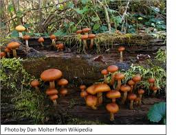 Attēlu rezultāti vaicājumam “Galerina marginata”