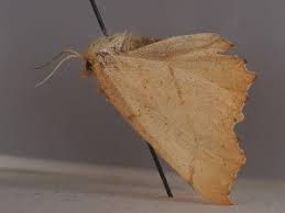 Attēlu rezultāti vaicājumam “Ennomos autumnaria male”