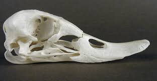 Attēlu rezultāti vaicājumam “Tadorna tadorna”