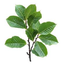 Attēlu rezultāti vaicājumam “Alnus glutinosa leaf”