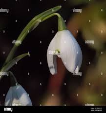 Attēlu rezultāti vaicājumam “Galanthus nivalis bud”