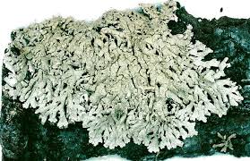 Attēlu rezultāti vaicājumam “Parmeliopsis ambigua”