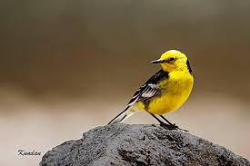 Attēlu rezultāti vaicājumam “Motacilla citreola”