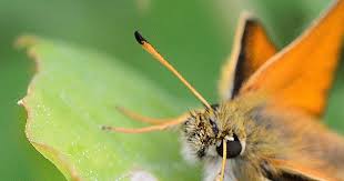 Attēlu rezultāti vaicājumam “Thymelicus lineola underside”