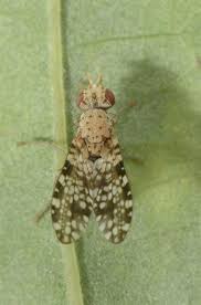 Attēlu rezultāti vaicājumam “Trypetoptera punctulata”