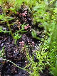 Attēlu rezultāti vaicājumam “Arcyria, Heterotrichia sp.”